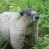 Marmot Eating 1