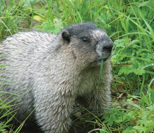 marmot-eating-1
