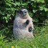marmot eating grass