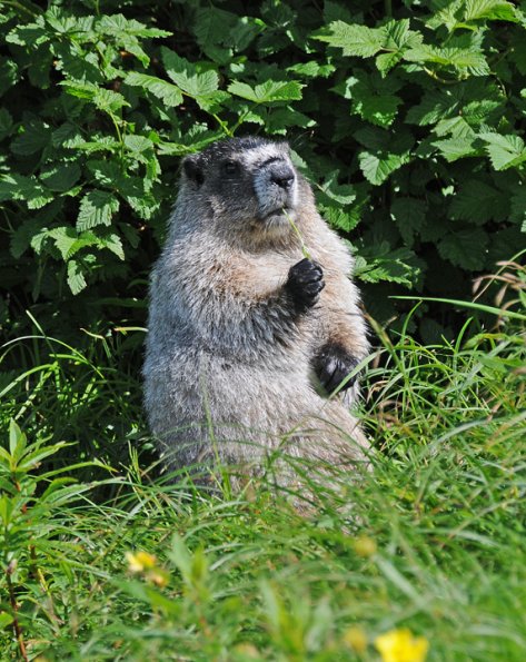 marmot-eating-grass