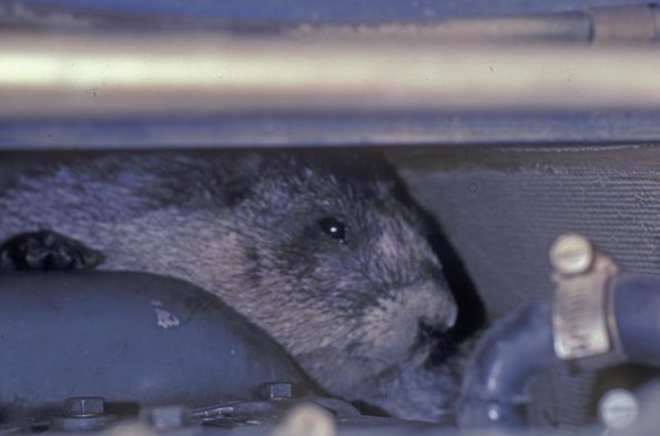 marmot-in-engine-area-denali-park