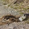 marmot-just-emerged-from-winter