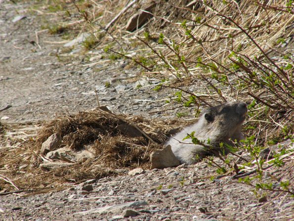 Marmot just emerged from winter