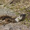 Marmot just emerged from winter