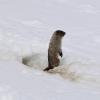 Marmot just emerged