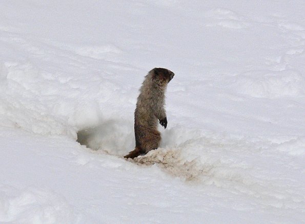 Marmot just emerged