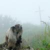Marmot mother and youngster