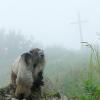 marmot-mother-and-youngster