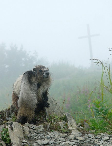 marmot-mother-and-youngster