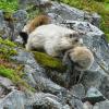Marmot Mother carrying a baby