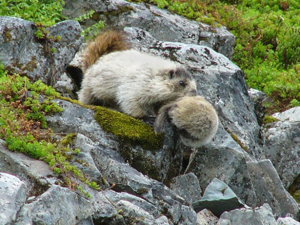 Marmot Mother carrying a baby