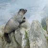 Marmot posed