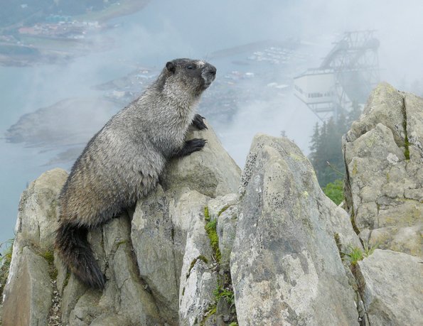 Marmot posed