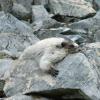 Marmot Resting