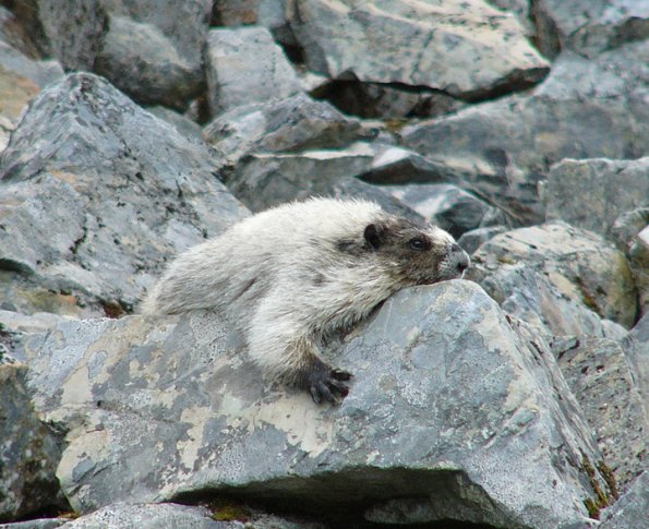marmot-resting
