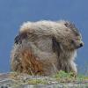 marmot scratching