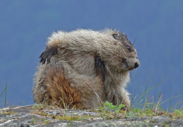marmot scratching