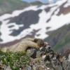 Marmot Sleeping