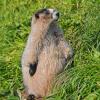 marmot standing portrait