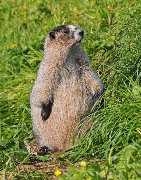 marmot standing portrait