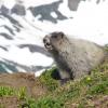 Marmot whistling