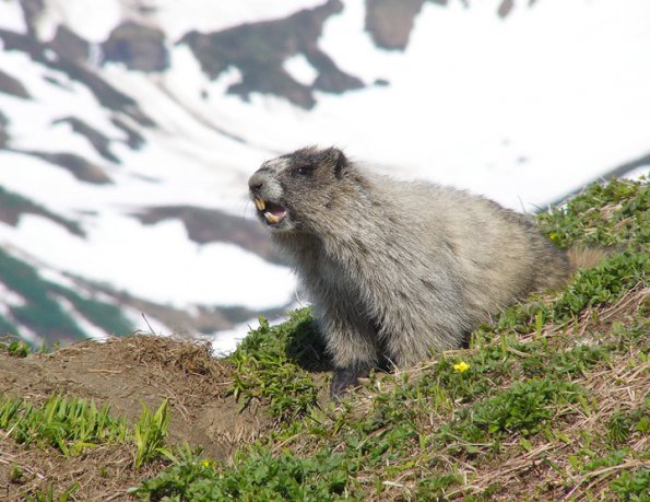 Marmot whistling
