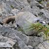 marmot-with-bunch-of-grass