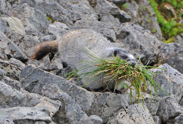 marmot with bunch of grass