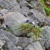 marmot with bunch of grass