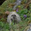 marmot with flowers