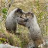 Marmots Boxing 1
