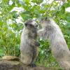 Marmots Boxing 2