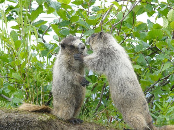 marmots-boxing-2