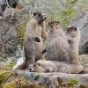 marmots-interacting