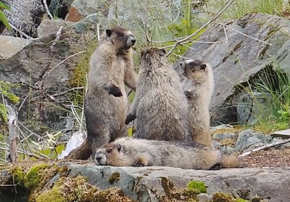marmots-interacting