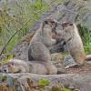 marmots playing 1