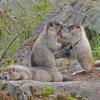 marmots-playing-1