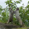 marmots playing