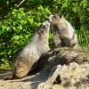 Marmots touching noses