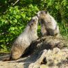 marmots-touching-noses