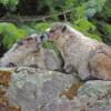 marmots touching noses