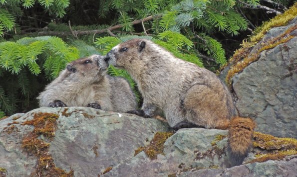 marmots touching noses
