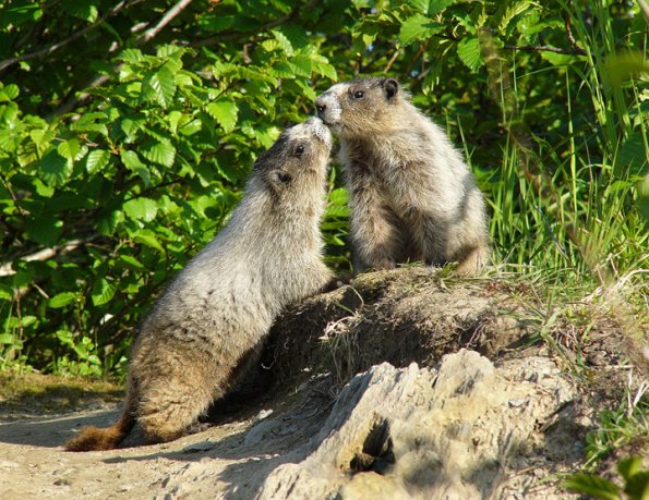 Marmots touching noses