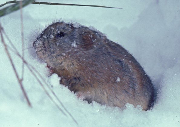 collared-lemming-in-snow-fairbanks