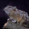 collared lemming out of snow