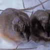 Collared Lemmings, in snow, Fairbanks