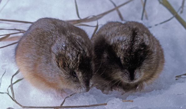 collared-lemmings-in-snow-fairbanks