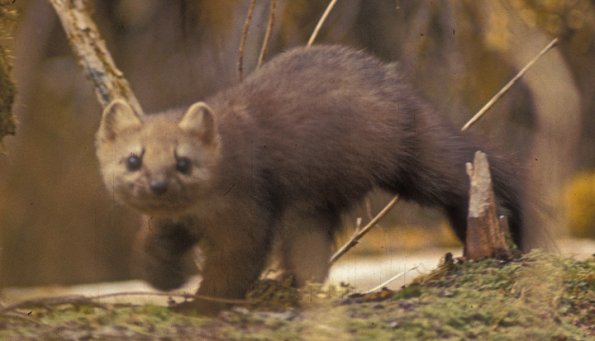 marten-on-admiralty-island