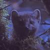 Marten