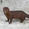 Mink